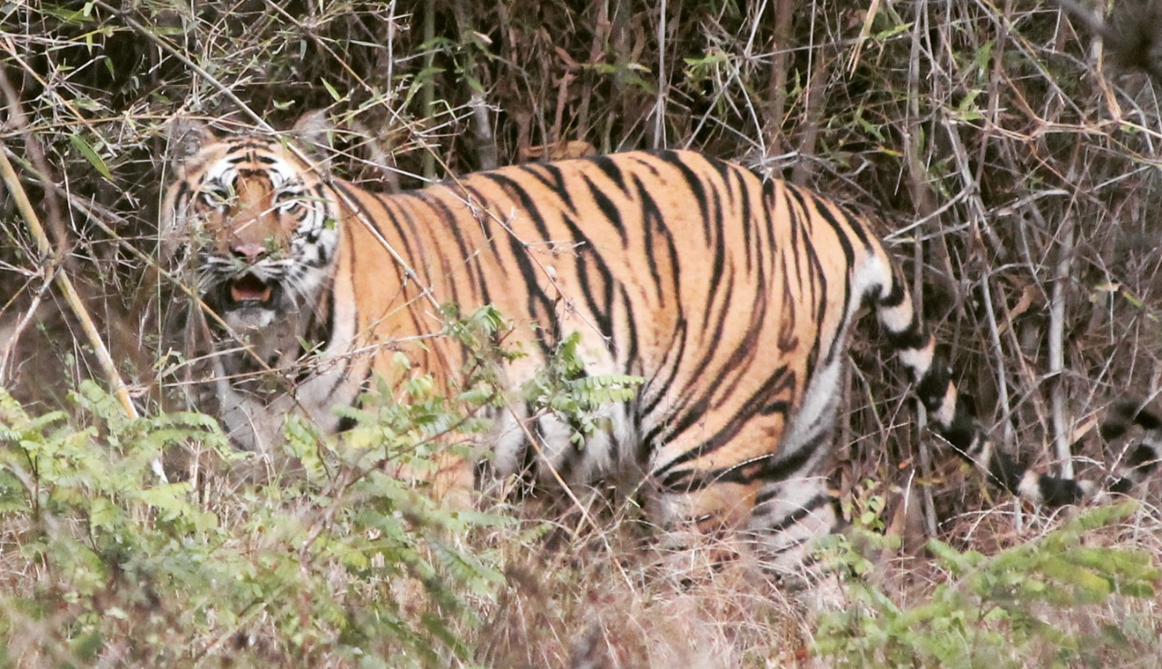 tigre
