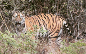 tigre